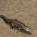 天堂遊戲內怪物巨大鱷魚圖示